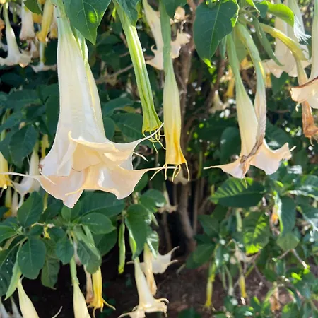 וילה Monte Borboleta - Villas,